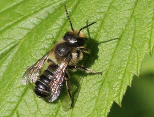 Megachile sp.